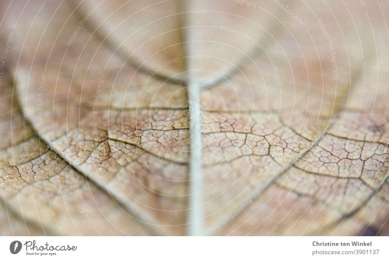 Macro photograph of the symmetrical structures on the underside of a faded autumn leaf with very shallow depth of field Leaf foliage leaf ribs Leaf structures