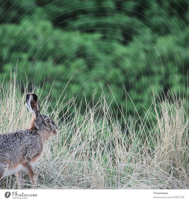 Monday bunny, late. Environment Nature Plant Animal Marram grass Wild animal Hare & Rabbit & Bunny 1 Listening Looking Simple Natural Violet Easter Bunny