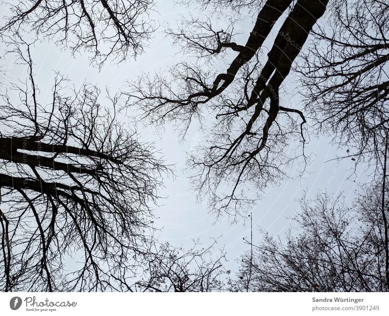 Bare treetops in winter before a blue sky Winter Winter mood Tree Treetop Sparse Bleak bare trees Sky Blue Sky blue Pattern Upward Forest out Nature