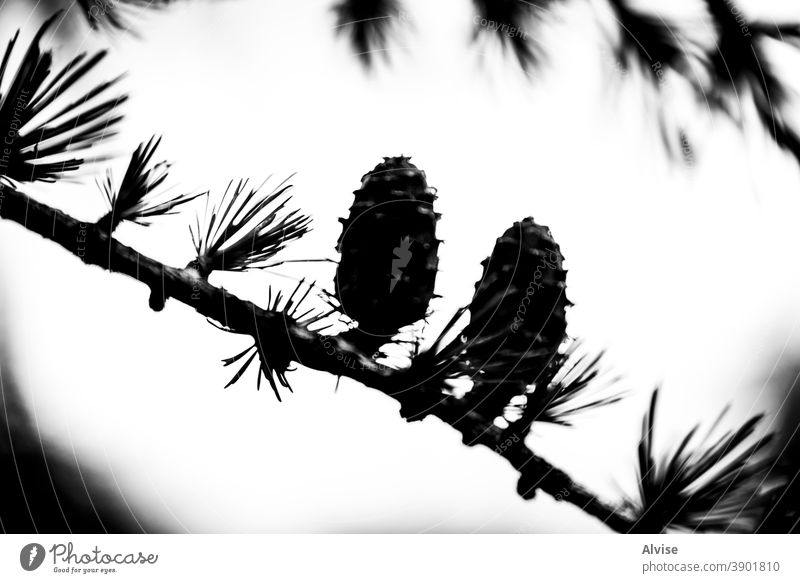 snow covered pine tree branch, white natural background - a