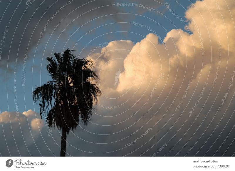 Shortly before the storm Palma de Majorca Clouds Gale Storm Wind