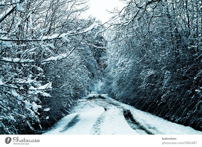 Snowflake white skirt Fabulous Forest Branches and twigs Enchanted forest pretty idyllically Snow layer Snowscape Winter walk Dreamily Winter's day Winter mood