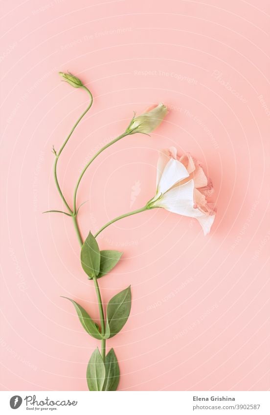 Beautiful Pink Eustoma Flower Lisianthus With Green Leaves Pink Floral Background Vertical Crop A Royalty Free Stock Photo From Photocase