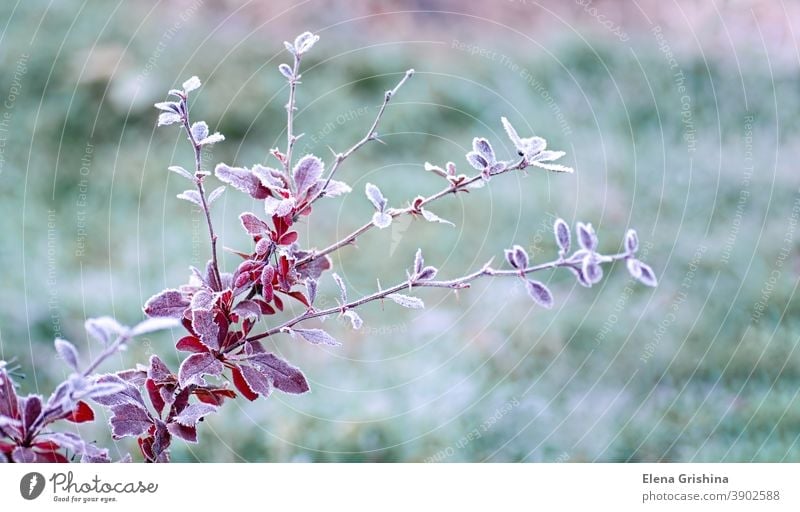 Hoarfrost on red leaves of barberry, Berberis. First frosts. Early winter. leaf berberis frozen berberis thunbergii natural background autumn white frosty color