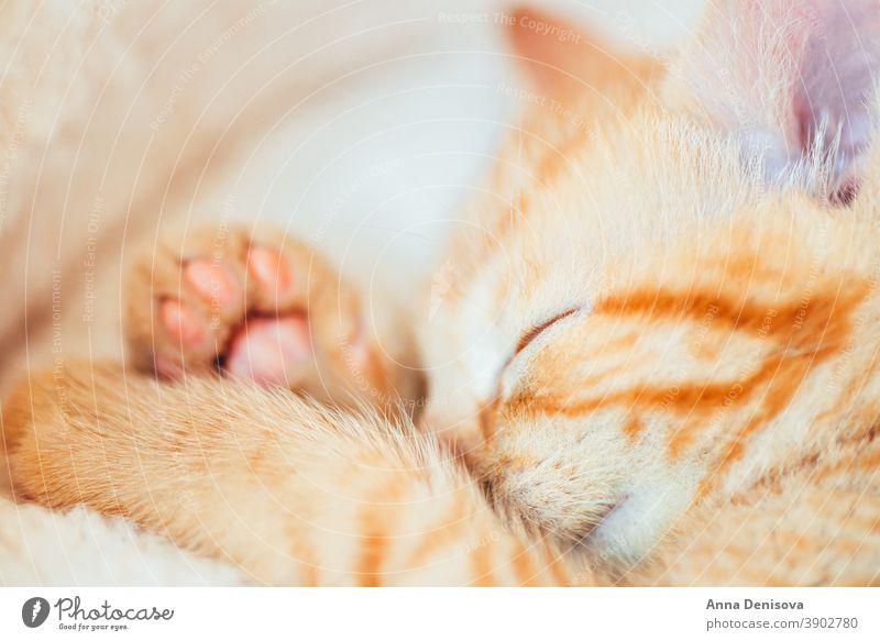 Cute ginger kitten sleeps cute cat relax blanket pet home cozy comfort resting fluffy sleeping kitty adorabl collar little animal warm comfortable paw lovable