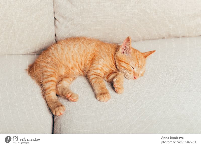 cute ginger kittens fluffy