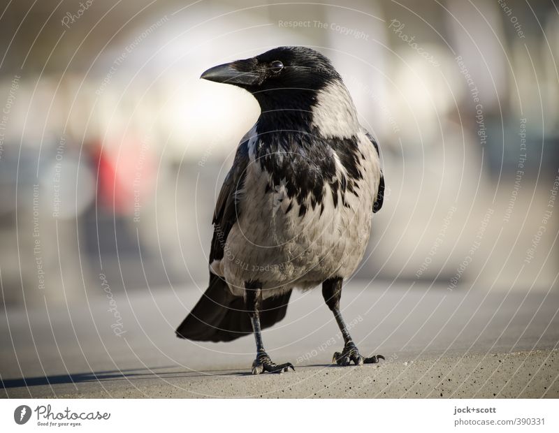 Crow Raven birds Animal Concrete Observe Curiosity Moody Trust Watchfulness Smart Serene Beak Stele Site Silhouette Light (Natural Phenomenon) Sunlight