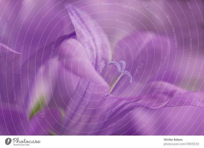 800 - Purple macro flower of bellflowers ( Campanula ) Bluebell Blossom Flower Colour photo Plant Blossoming Nature Deserted Close-up Violet Spring Garden