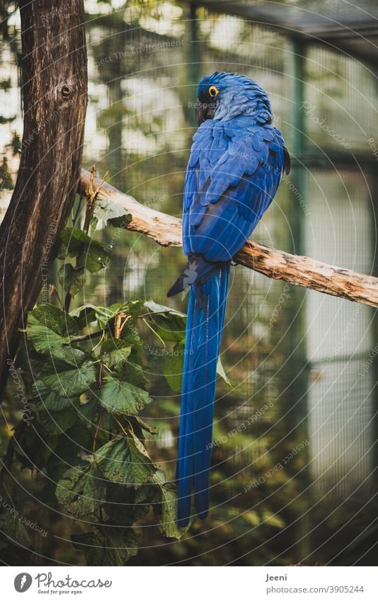 Blue macaw - blue pretty parrot - sitting on a branch and looking around Blue Macaw Parrots parrot feather Bird Feather feathers Yellow yellow eye luminescent