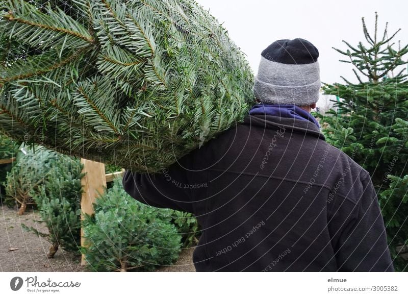 A man carries a Christmas tree in a net on his shoulders between felled and erected fir trees and removes himself / systemically relevant / Christmas tree buying