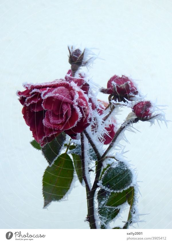 icy rose... pink Flower Blossom blossoms bud Red Frost Ice Winter onset of winter Ice crystal eiskalr Plant Cold Frozen Hoar frost White Freeze