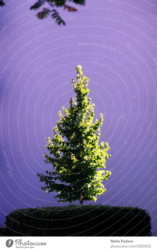 Oh Conifer Analog Analogue picture Colour photo Tree little trees Coniferous trees Wall (building) purple Green background Pedestal Sidelight Needle needles