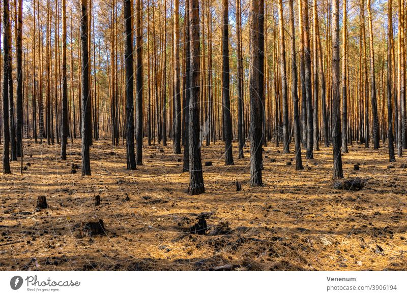 Forest after a forest fire near Jüterbog and Luckenwalde Woodground Burnt Summer Forest fire Tree trees Dead trees charred Nature Environment Disaster corrupted