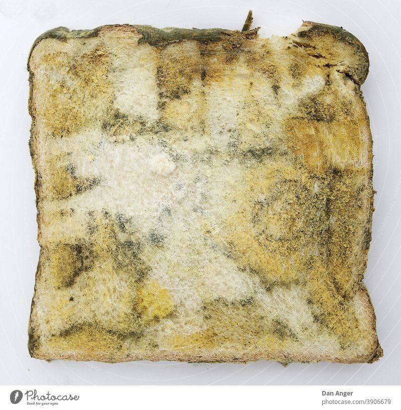 Moulded toast Gray (horse) Toast mouldy Food Spoiled