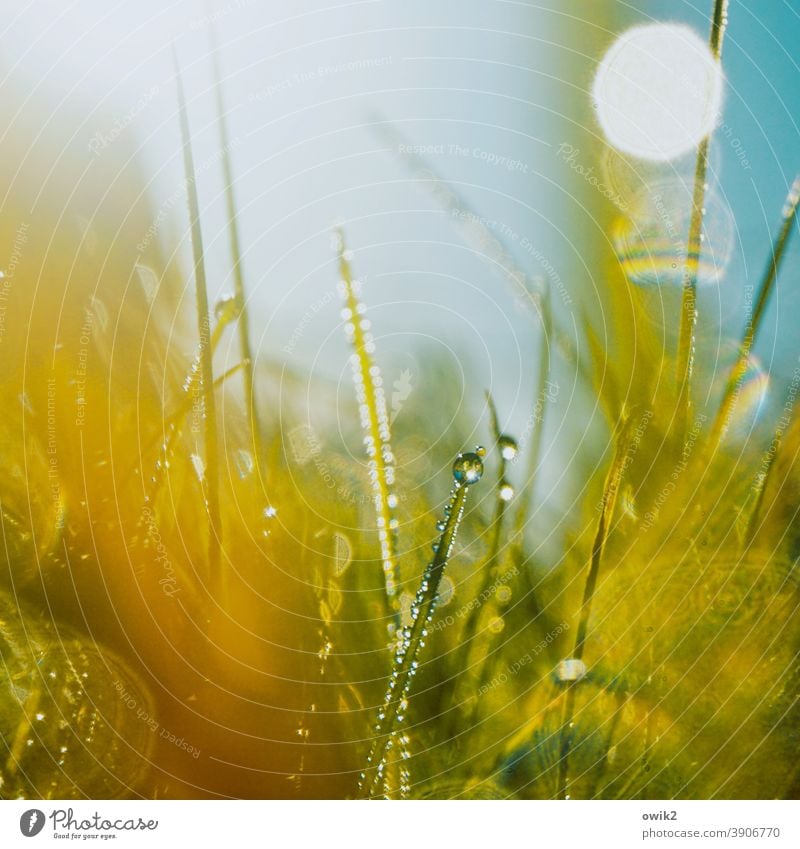 wetted Meadow Grass Wet Drops of water Detail Mysterious Nature Green Macro (Extreme close-up) Colour photo Deserted Exterior shot Close-up Small Growth Bright