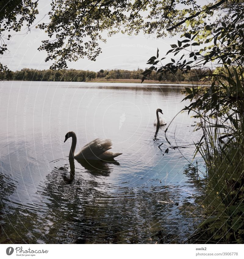scenery Swan Wild animal Pair of animals Animal portrait Dreamily 2 Elegant Together Serene Movement Patient Calm Idyll Contentment Nature Environment