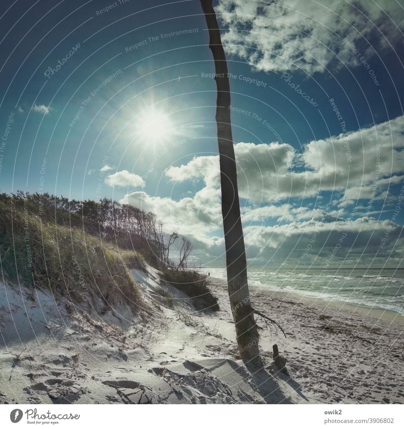 High in the North Beach Far-off places Landscape Nature Environment Plant Sky Tree Wind Beautiful weather Climate Clouds Wild plant Wind cripple Western Beach