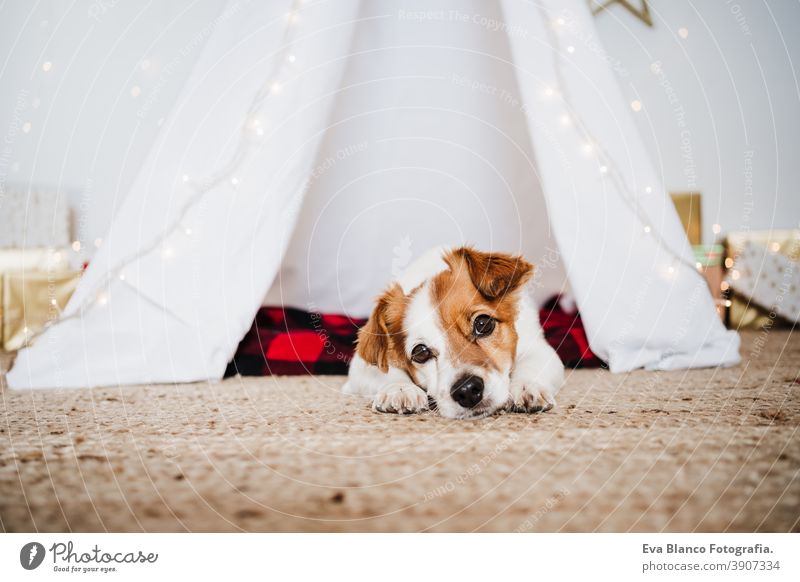 https://www.photocase.com/photos/3907334-cute-jack-russell-dog-at-home-standing-with-christmas-decoration-christmas-time-photocase-stock-photo-large.jpeg