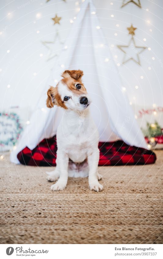 cute jack russell dog at home with Christmas decoration. Christmas time christmas teepee december adoption indoor pet studio red santa present beautiful