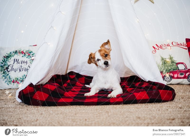 cute jack russell dog at home standing with Christmas decoration. Christmas time christmas teepee december adoption indoor pet studio red santa present