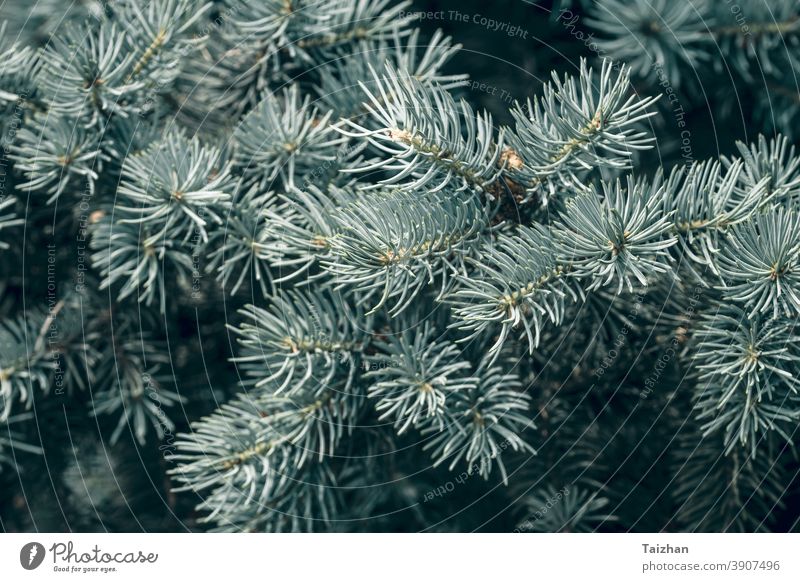 Christmas tree evergreen branches on a white background Stock