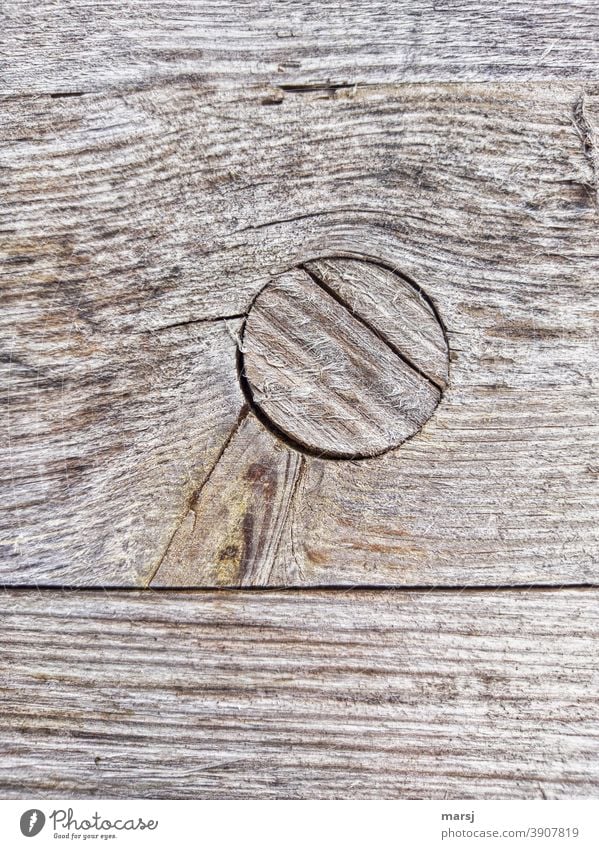 Twisted wooden peg in cracked wooden plate. Weathered and fibrous. - a  Royalty Free Stock Photo from Photocase