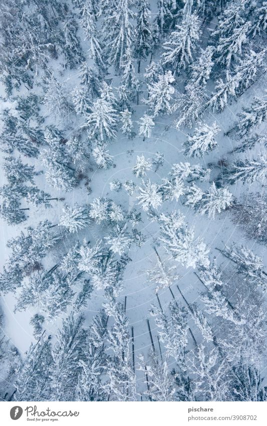 winter forest Forest Winter trees Snow Landscape Bird's-eye view Aerial photograph Nature Cold Deserted Colour photo Tree Environment Subdued colour Weather