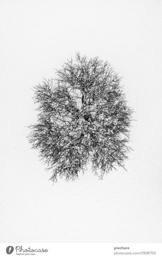 Tree in winter Winter Snow drone Bird's-eye view Landscape Nature Cold Environment Aerial photograph Black & white photo fine Contrast Exterior shot Day