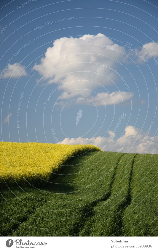 Rape field in the Odenwald Canola Canola field rock acre Agriculture Landscape Manmade landscape cloud cloukwn Hesse Germany Europe furrow furrows Field Sky