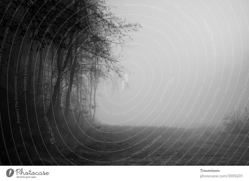 Cloud forest - a morning walk Fog Forest off To go for a walk trees striations Cold Nature Winter Deserted Environment Black & white photo Shroud of fog