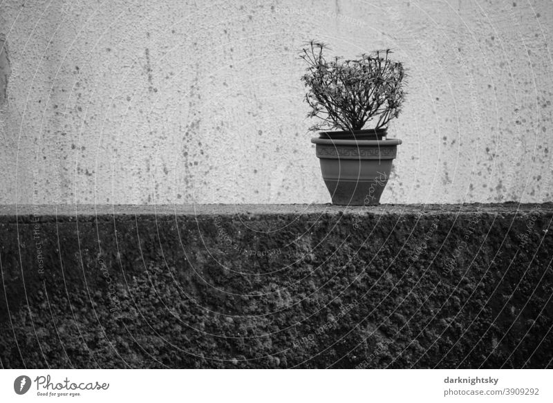 Sparse decoration with a flower pot on a wall in a garden Flowerpot gain none so can man dry House (Residential Structure) design Market garden