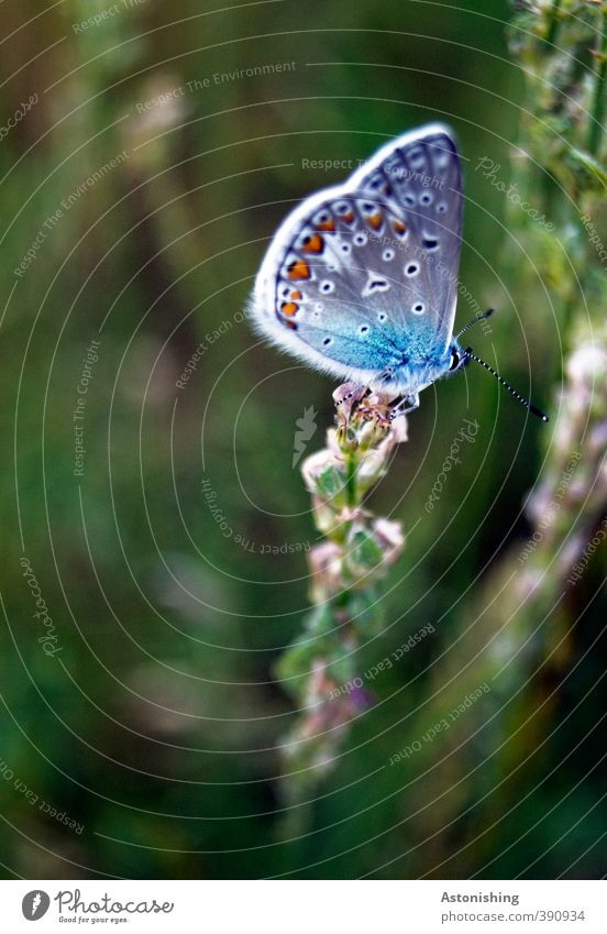 butterflies Environment Nature Plant Weather Beautiful weather Flower Grass Meadow Animal Wild animal Butterfly Wing 1 Sit Dark Blue Green Polyommatinae Feeler
