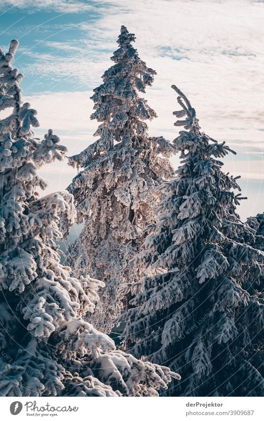 Snow-covered conifers in the Harz Mountains Joerg farys National Park nature conservation Lower Saxony Winter Experiencing nature Nature reserve