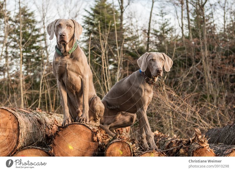 Two Weimaraner hunting dogs sitting on a stack of wood Hunting dogs animals Pointing dogs Working dogs Full service dogs man-sharp wildly sharp Obedient Complex