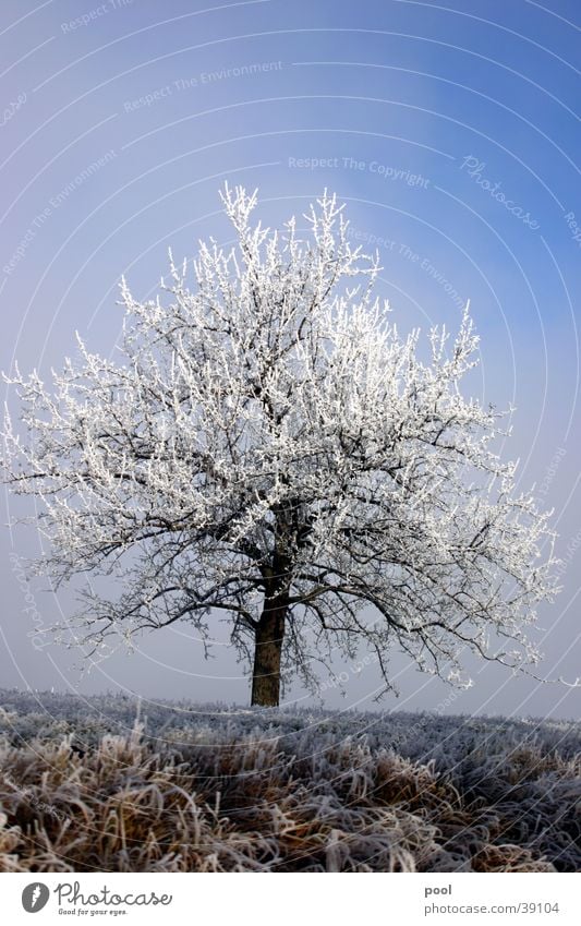 Tree in hoarfrost Winter Cold Light Hoar frost White Snow Blue Sky Frost Ice Landscape Level