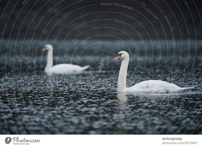 Two white feathered adult swans on a lake (Cygnus olor), pair Animal portrait Morning Copy Space right Exterior shot Emotions Love of animals White Soft Gray