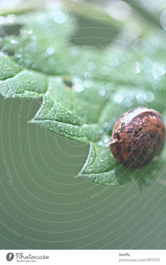 young snail on a serrated leaf at home stay at home be at home Snail shell Domicile young animal safe at home stay safe Spherical jagged serrated blade Crumpet