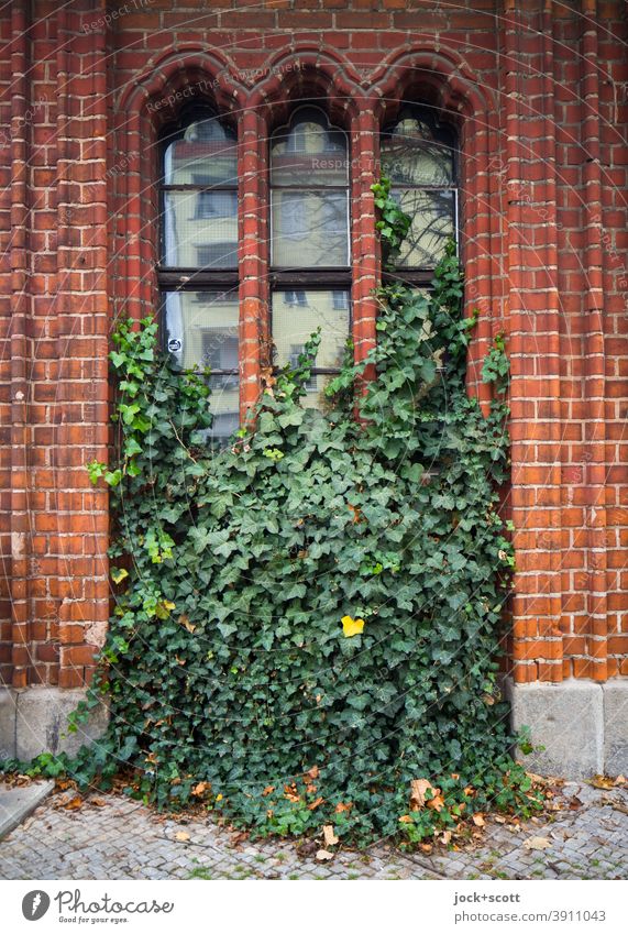 Ivy partially greening a stylish facade Facade Decoration tripartite window Lisene Wall panel limited Growth Reflection Sidewalk Prenzlauer Berg Style red brick