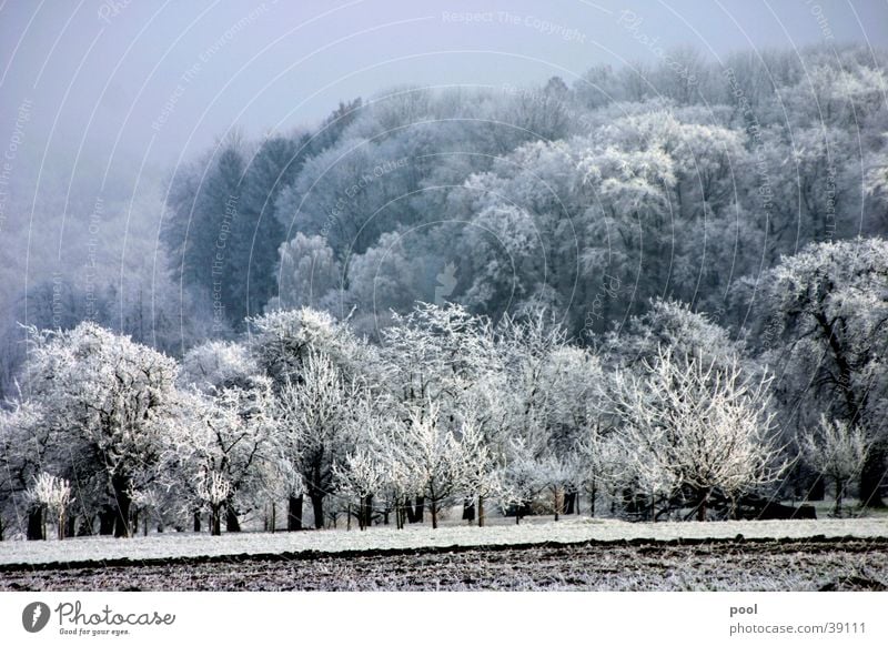 winter landscape Winter Hoar frost White Tree Meadow Forest Cold Fruit trees Fog Mountain Snow Ice Colour Gloomy Sun