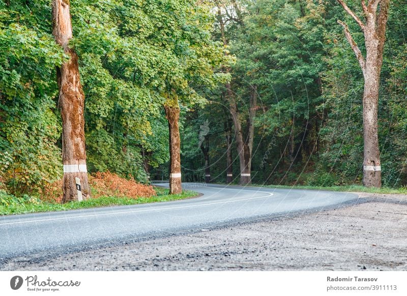 new asphalt road in the forest trip drive summer travel country highway journey green nature outdoor landscape empty view tree environment freeway sunshine far