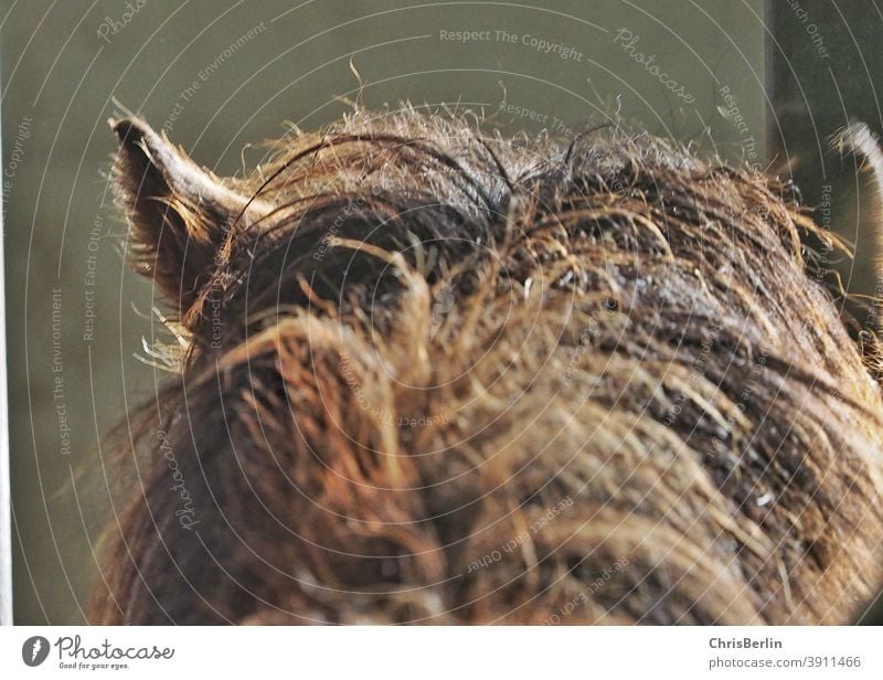 Horse head with mane Mane ears Brown Nature Colour photo Pony Pelt Animal from behind