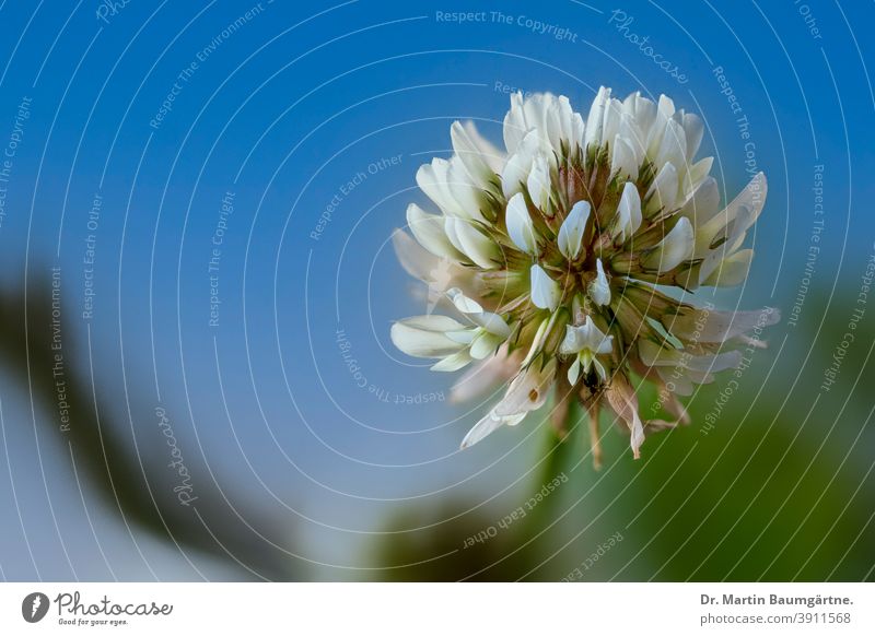 White clover (Trifolium repens), also known as creeping clover White Clover weed distributed trifolium repens Creeper inflorescence Fabaceae Close-up enduring