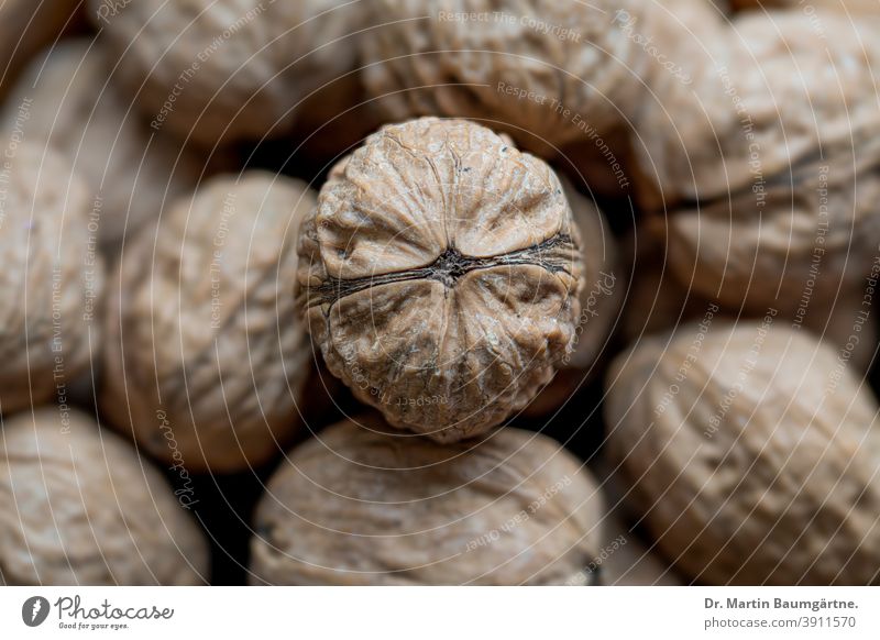 Walnuts, one nut hot in the center Nut Welschnuss walnut shallow depth of field Walnut plants Juglans regia