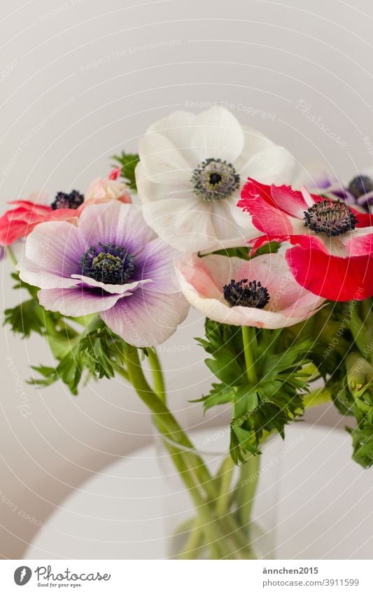 colourful poppy in a glass vase standing on a white table Poppy flowers blossoms variegated Nature Green Garden Blossom Spring Summer pretty Blossoming Deserted