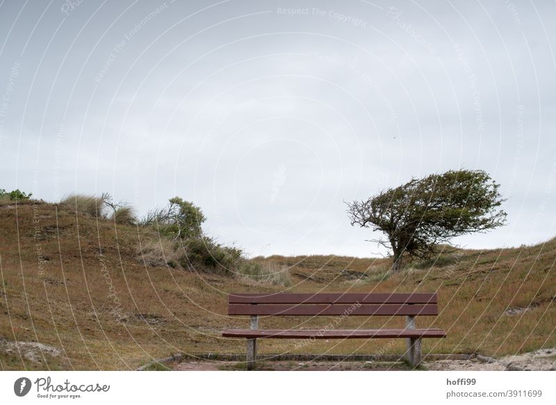 Bench with tree in dune landscape bench Tree West wind Broom Heather family slanting skew hike Relaxation Recreation area stormy Autumn Winter Park Landscape