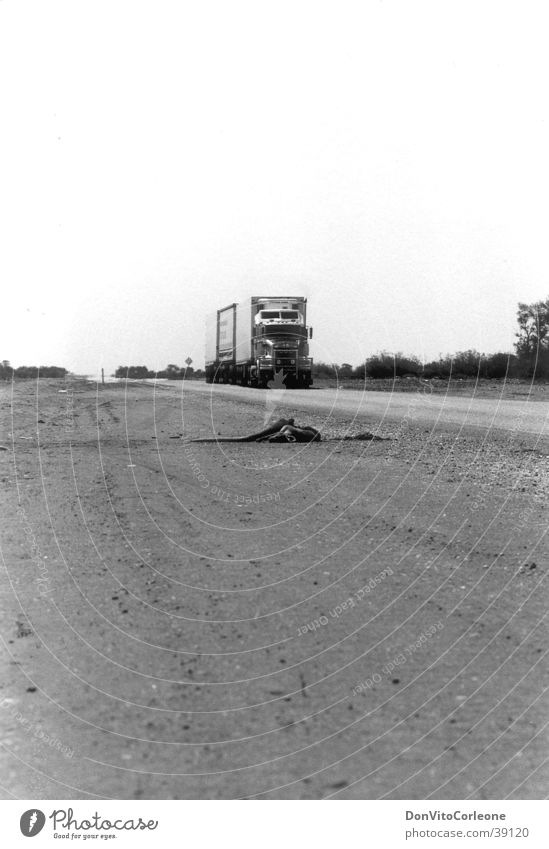 Australia 96-I Kangaroo Truck Road train Outback Street Black & white photo