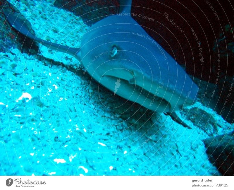 Stay cool! Shark Reef shark Calm Dangerous Dive Threat Set of teeth Underwater photo