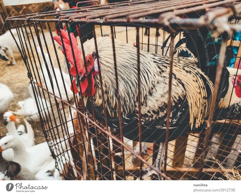 Cock locked in a cage cock game cock fighting cock animal exploitation jail abuse bird desolation farm animal husbandry fair exotic specimen rescue old rusty