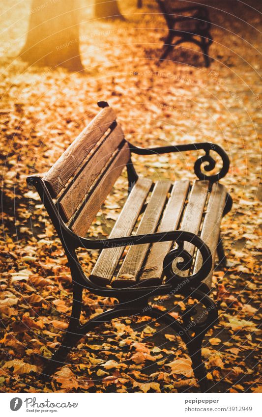 Bench in a park in autumn bench Autumn Park Deserted Exterior shot Colour photo Tree Leaf Calm Autumn leaves Sun Autumnal Autumnal colours Early fall