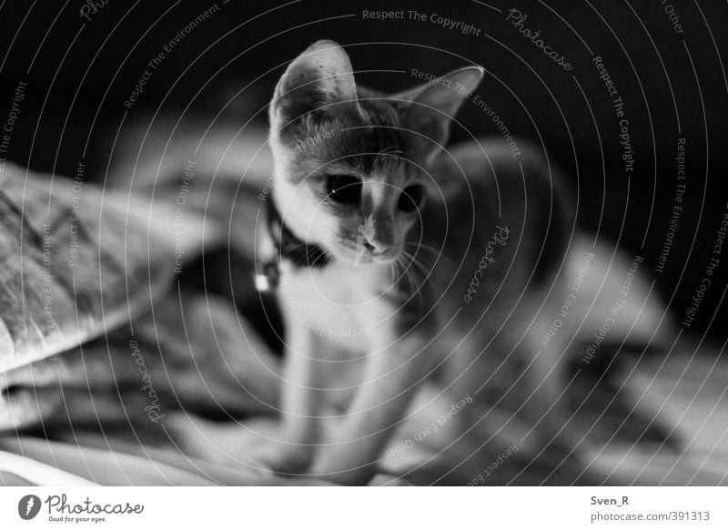 Should I or shouldn't I? Animal Pet Cat 1 Baby animal Observe Think Looking Wait Brash Cute Life Curiosity Interest Black & white photo Interior shot Night